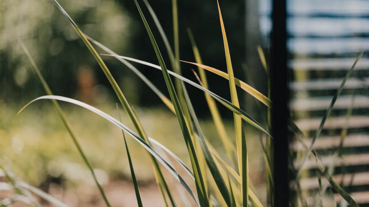 Lemongrass: Benefits, Uses and How to Make the Tea